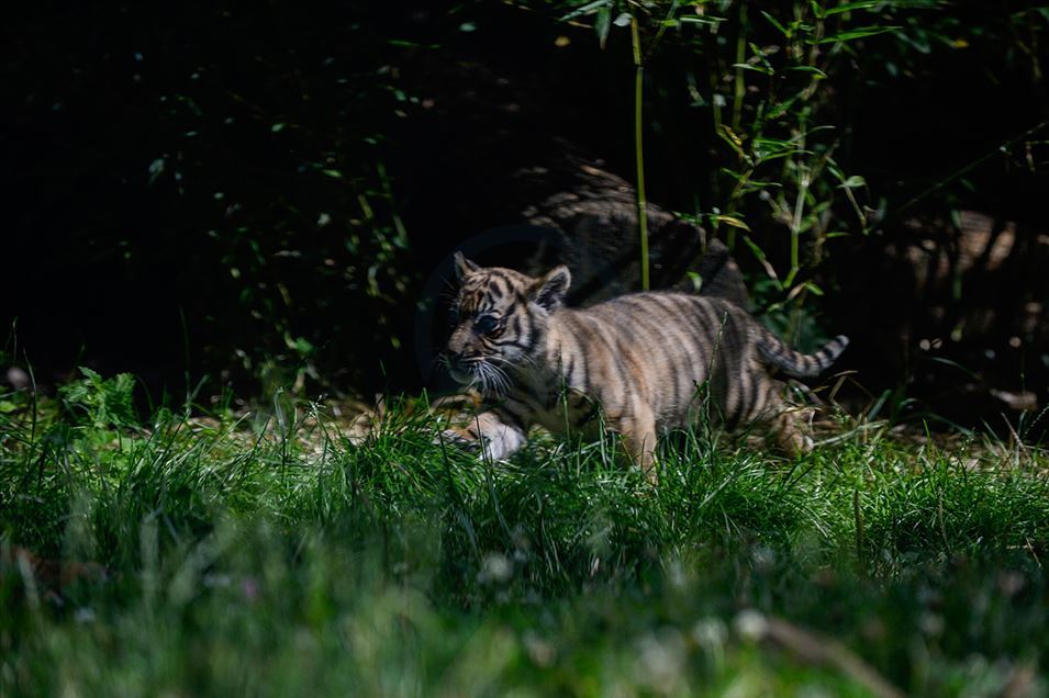 Tigre de Sumatra en zoológico de Polonia
