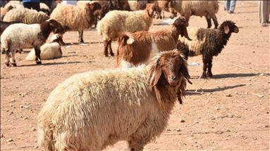 Rajoni i operacionit "Burimi i Paqes" gati për Kurban Bajramin e parë