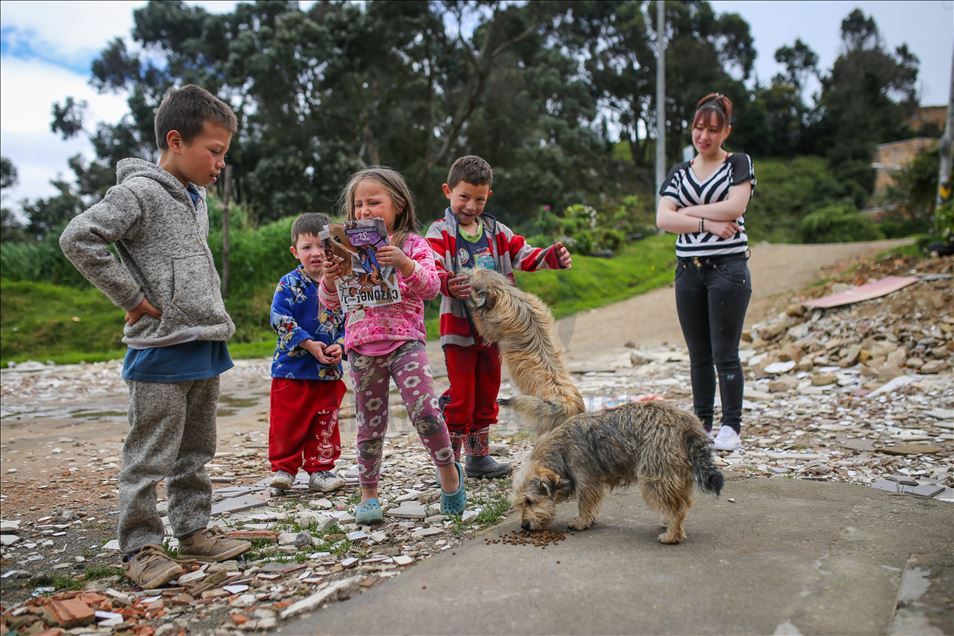 Perros callejeros son alimentados durante la pandemia en Bogotá, Colombia