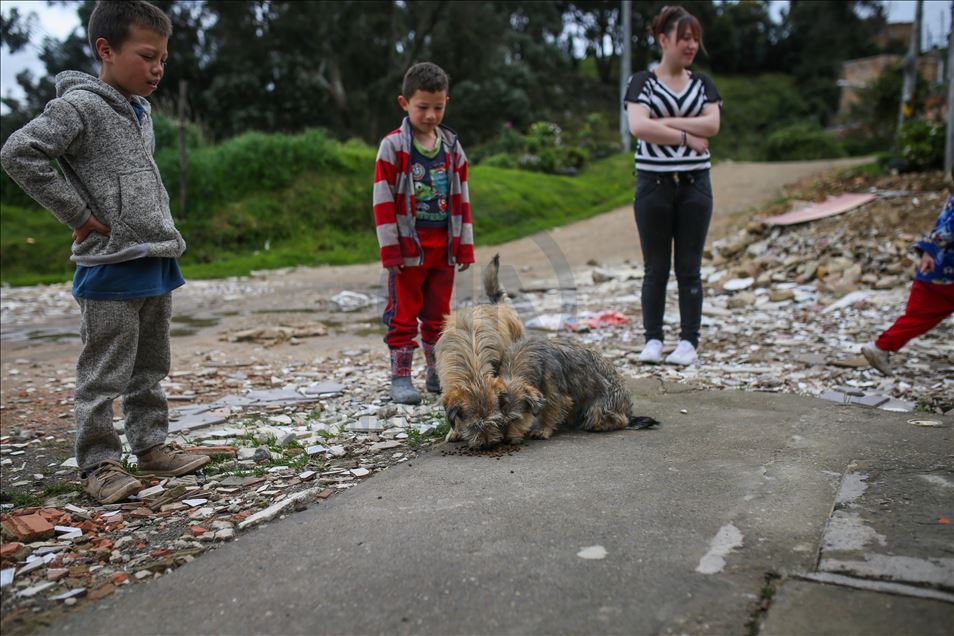 Bogota'da sokak hayvanlarına destek