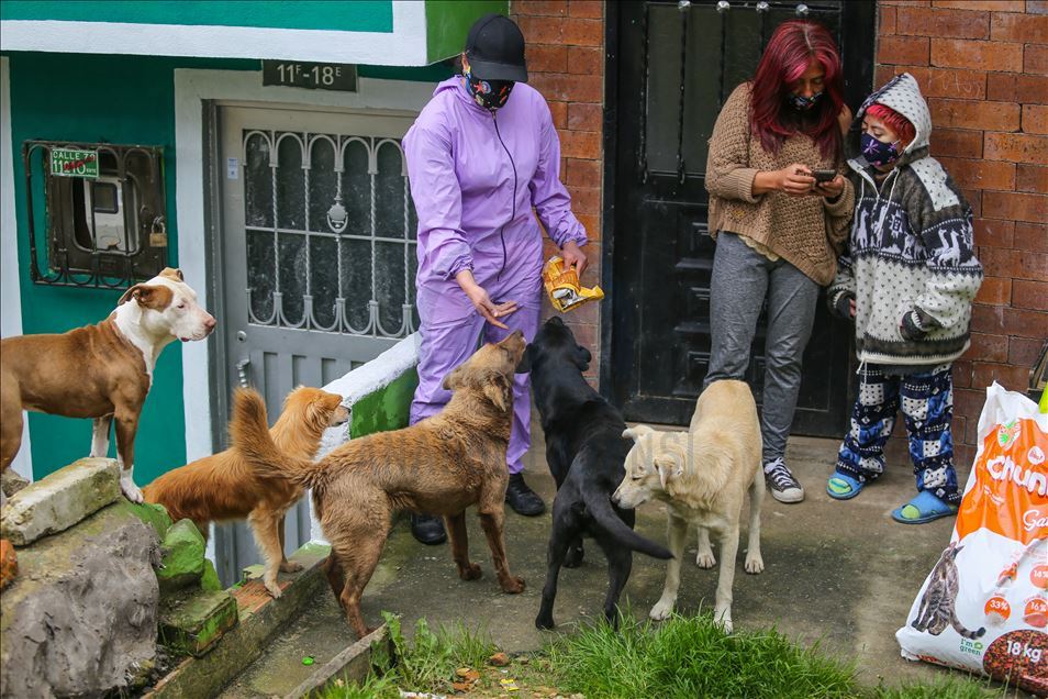 Bogota'da sokak hayvanlarına destek