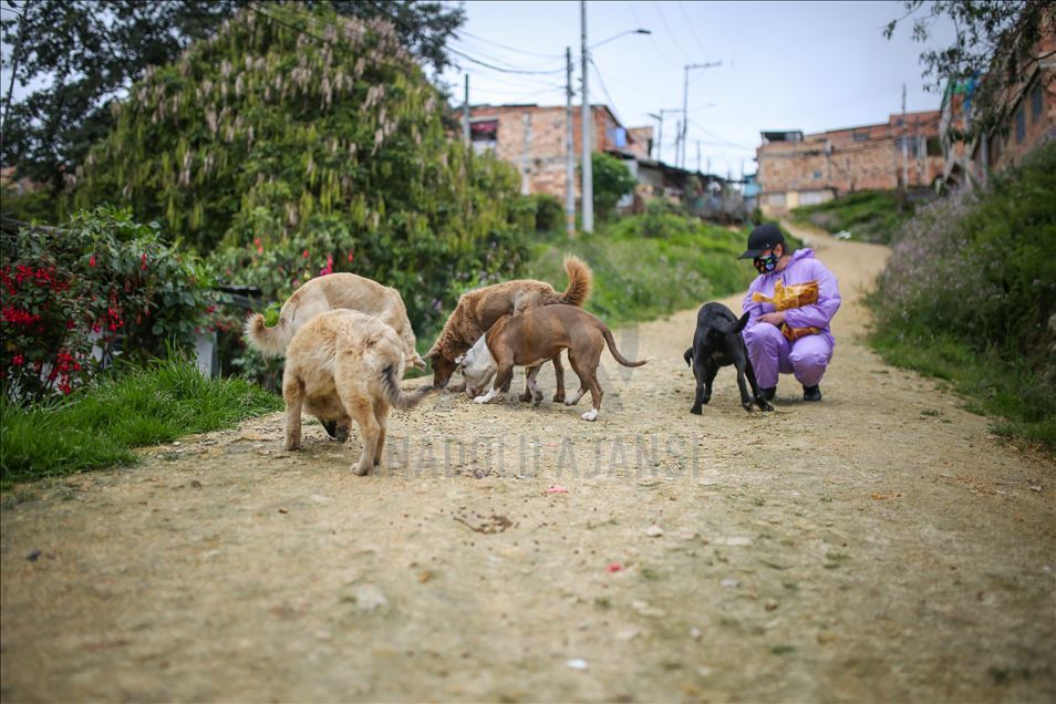 Bogota'da sokak hayvanlarına destek