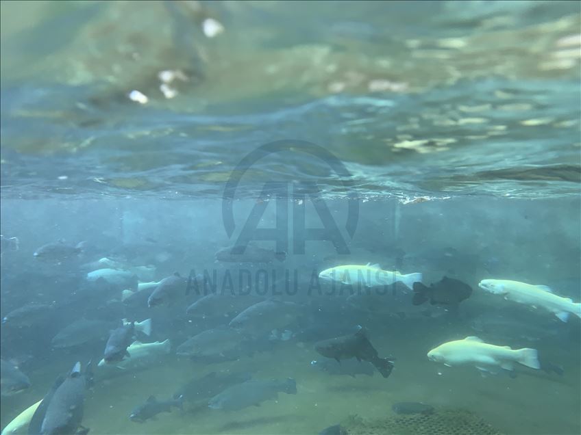 بەمەبەستی راکێشانی گەشتیار بۆ گوندەکەیان پرۆژەیەکی گەشتیارییان لەسەر لووتکەی شاخ کردۆتەوە