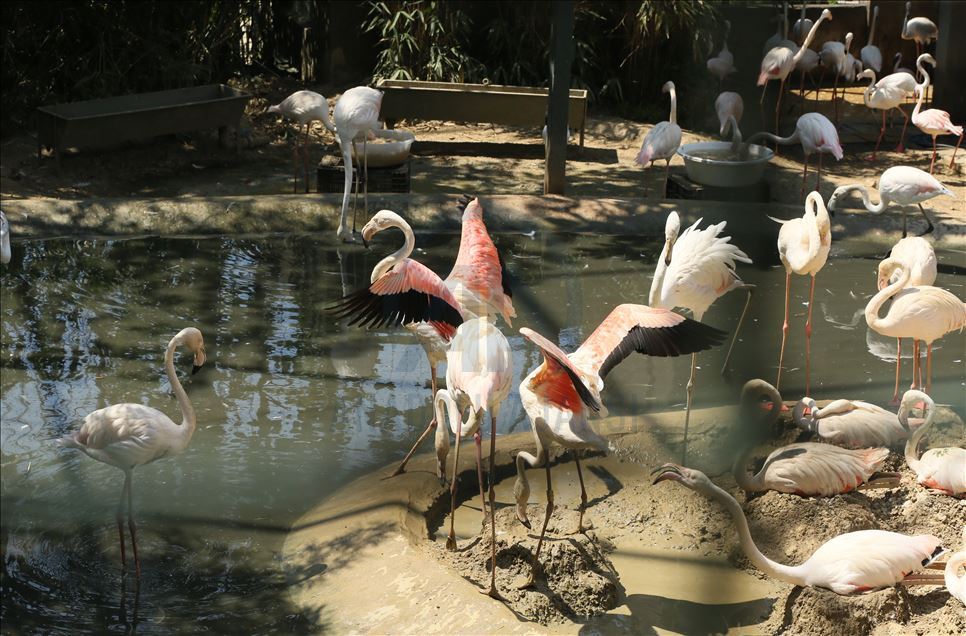 Faruk Yalcin Zoo and Botanic Park in Turkey's Kocaeli