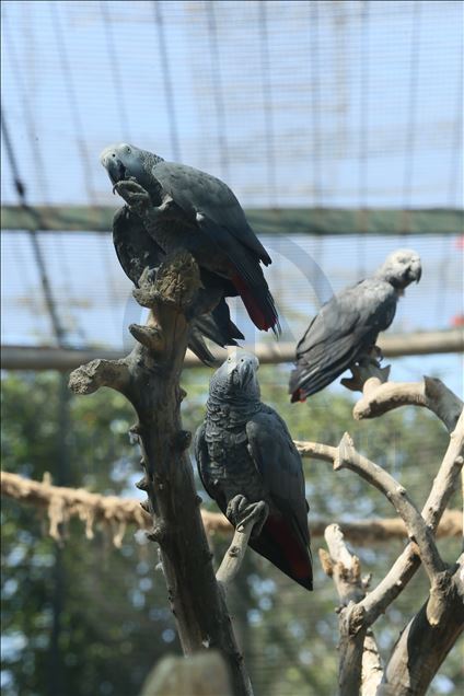 Faruk Yalcin Zoo and Botanic Park in Turkey's Kocaeli