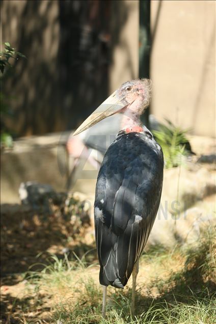 Faruk Yalcin Zoo and Botanic Park in Turkey's Kocaeli