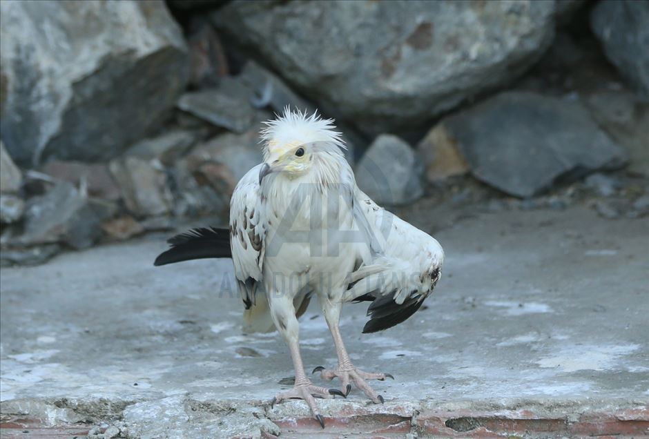 Aves del zoológico Faruk Yalcin y parque botánico en Kocaeli de Turquía