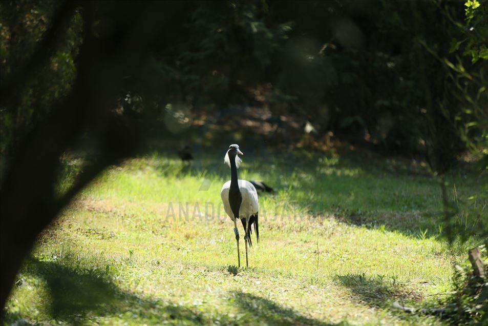 Aves del zoológico Faruk Yalcin y parque botánico en Kocaeli de Turquía