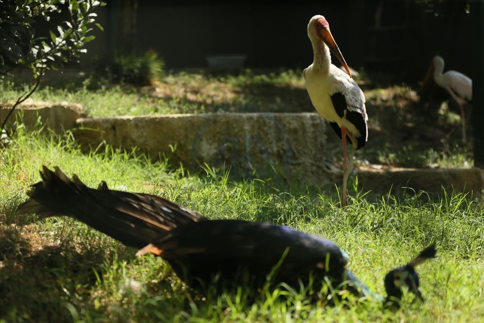 Aves del zoológico Faruk Yalcin y parque botánico en Kocaeli de Turquía