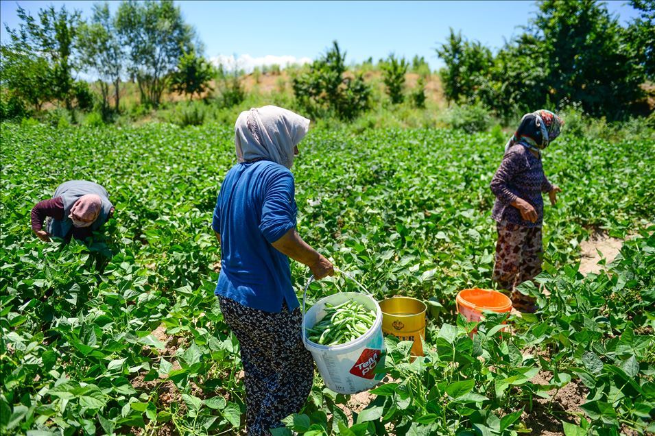 Boş arazisinde tarıma başlayan girişimci anne Iğdırlı kadınların iş umudu oldu