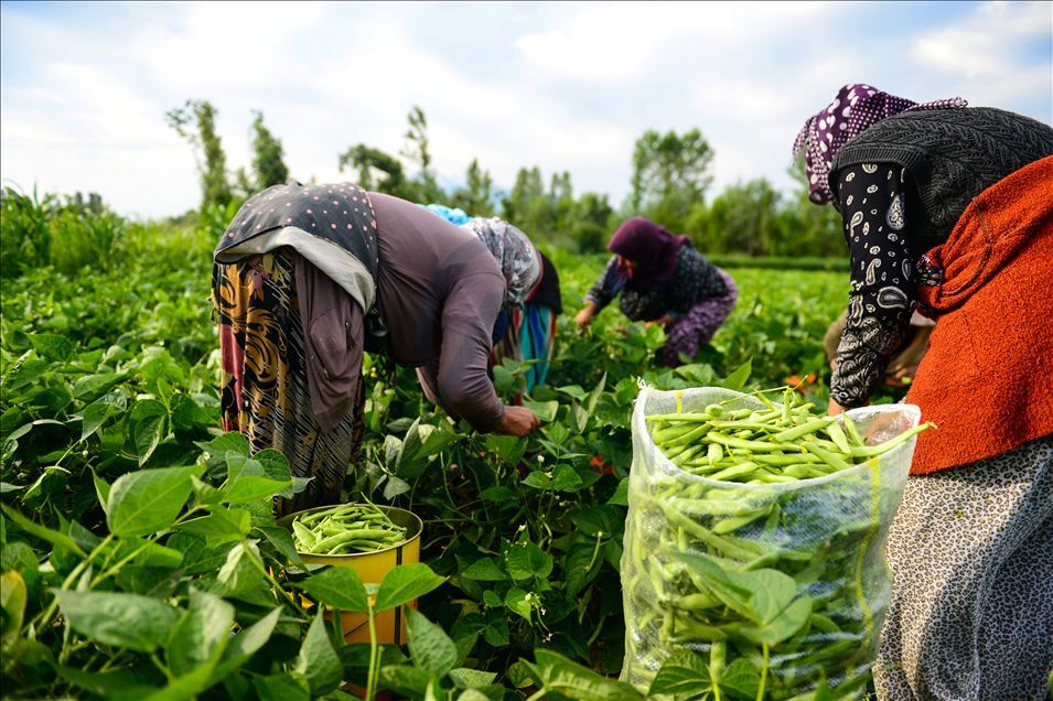 Boş arazisinde tarıma başlayan girişimci anne Iğdırlı kadınların iş umudu oldu