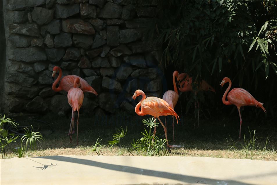 Aves del zoológico Faruk Yalcin y parque botánico en Kocaeli de Turquía