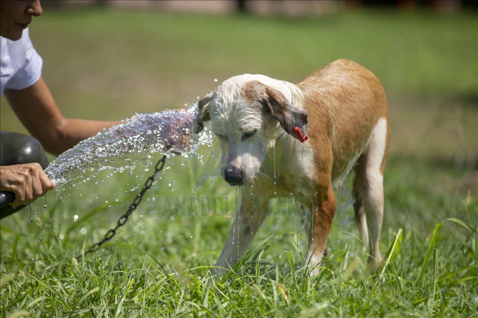 Sıcaklık stresine giren hayvanlara "sulu" çözüm
