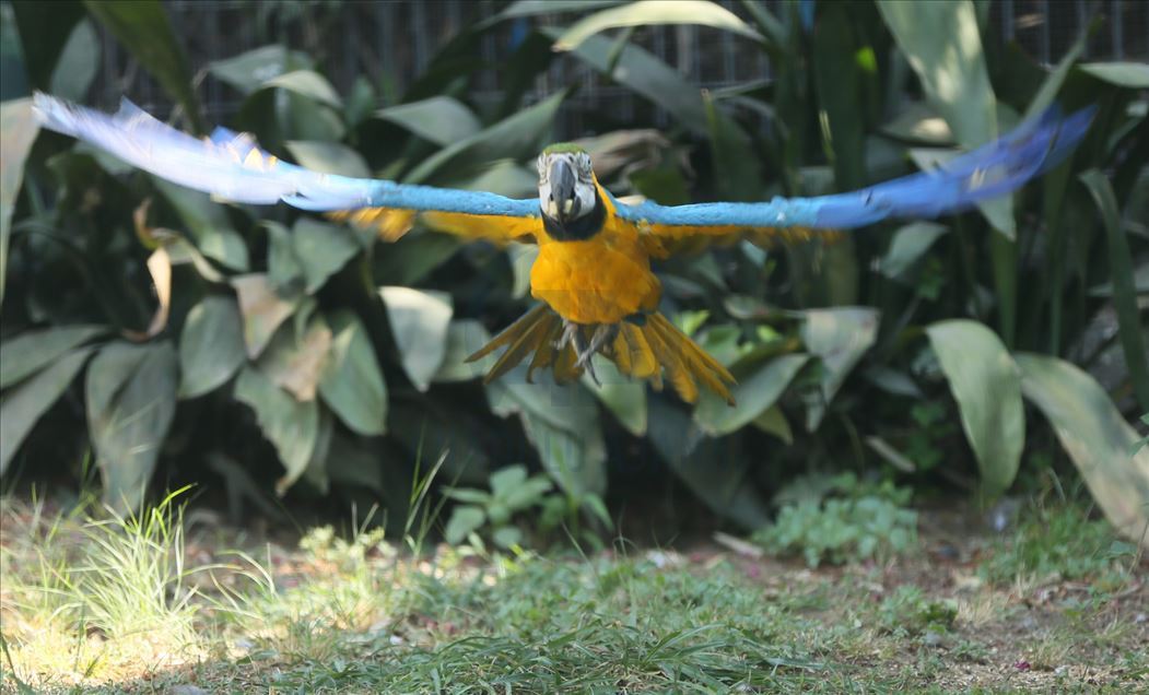 Aves del zoológico Faruk Yalcin y parque botánico en Kocaeli de Turquía