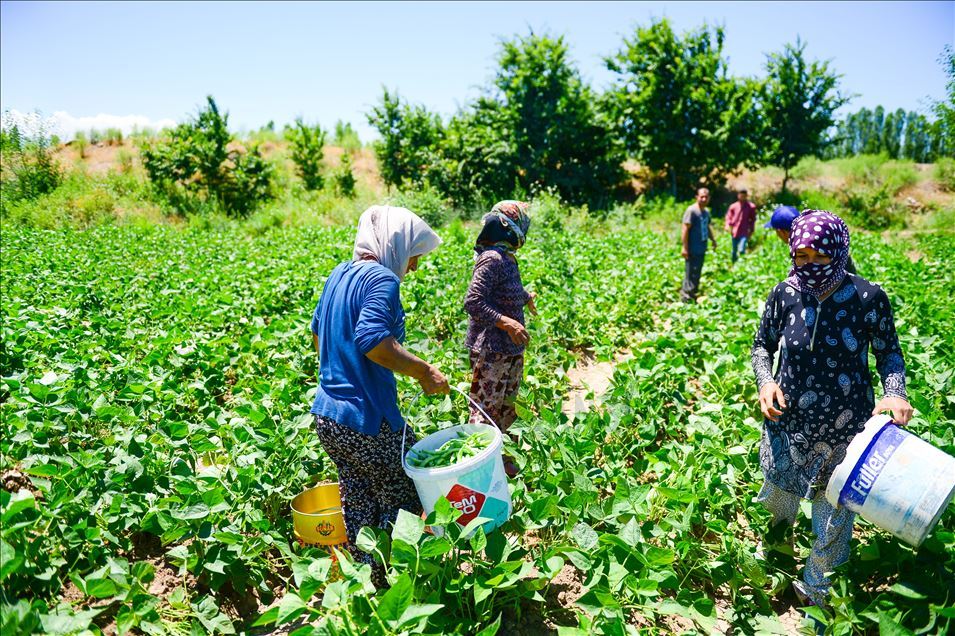 Boş arazisinde tarıma başlayan girişimci anne Iğdırlı kadınların iş umudu oldu