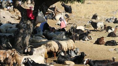 Siirt'te huzura kavuşan Bacavan Yaylası besicileri ağırlıyor