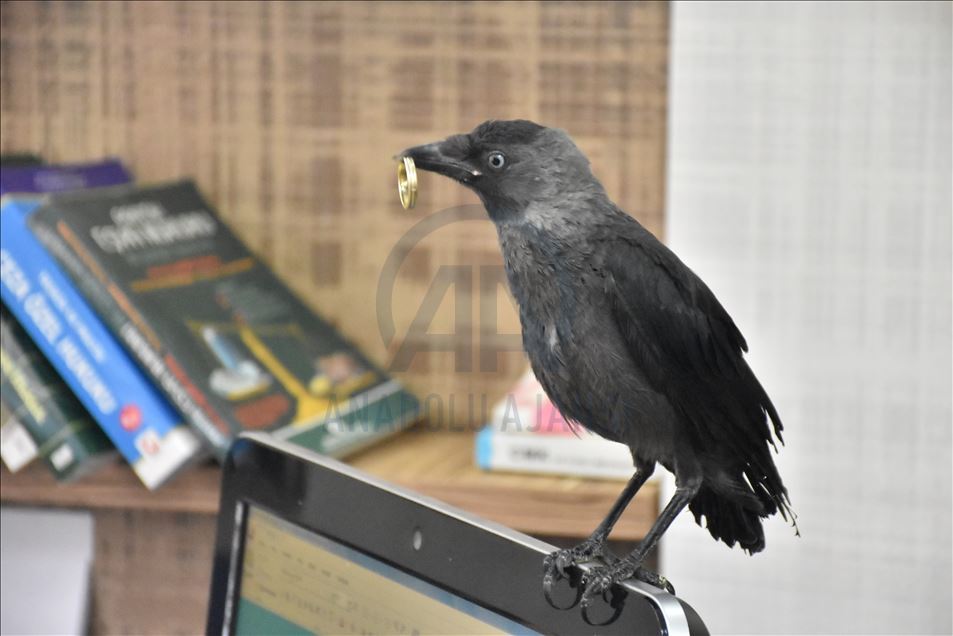 Dostaniya qara ku parêzer birîndar dît û parêzer merivan metel dihêle
