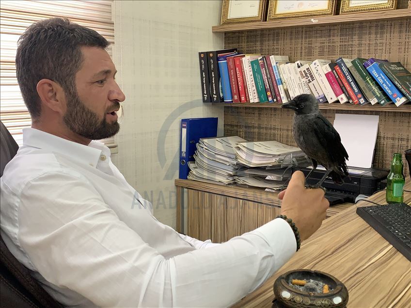 Dostaniya qara ku parêzer birîndar dît û parêzer merivan metel dihêle
