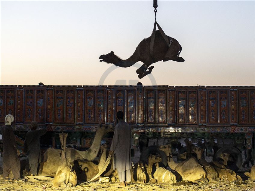 Livestock market in Quetta