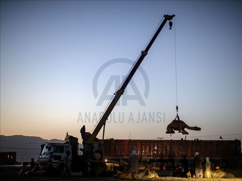 Livestock market in Quetta