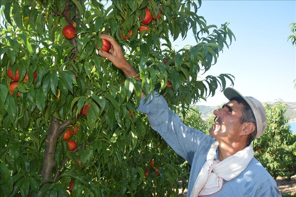 Osmaneli şeftalisi fiyatıyla üreticiyi memnun etti
