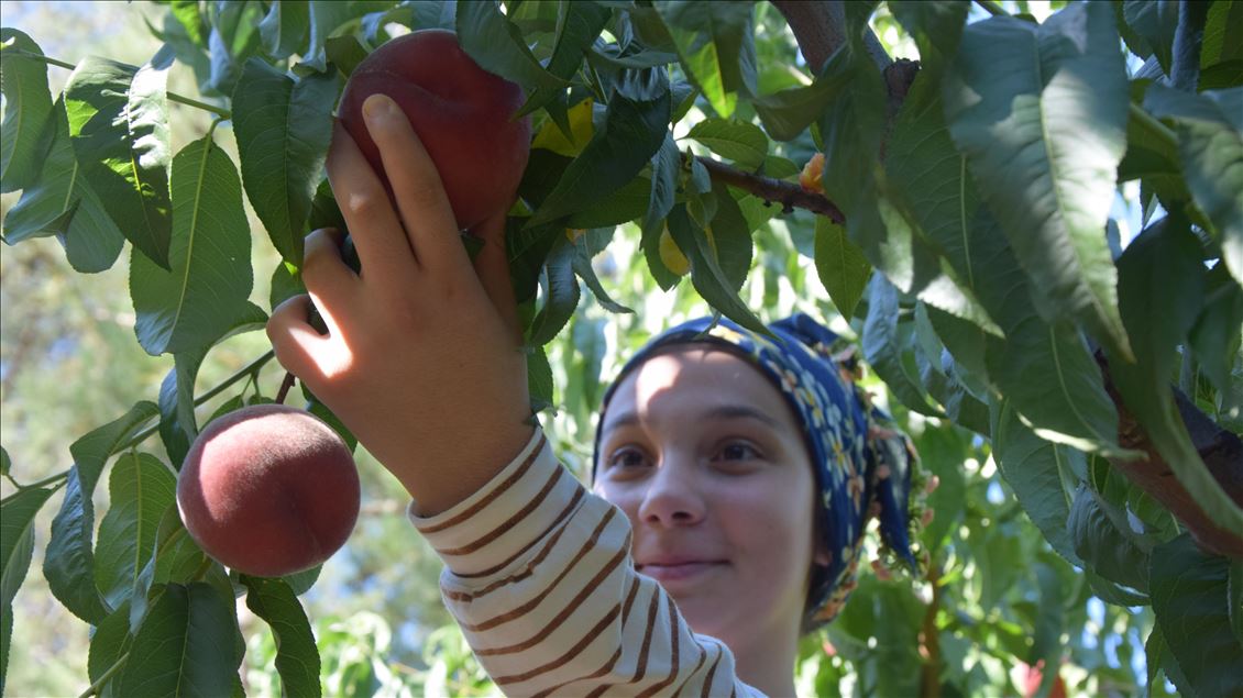 Osmaneli şeftalisi fiyatıyla üreticiyi memnun etti
