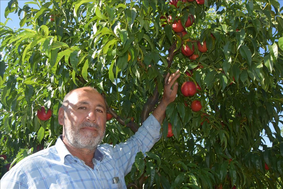 Osmaneli şeftalisi fiyatıyla üreticiyi memnun etti
