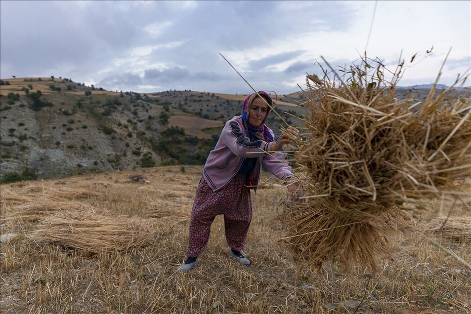Tarım makinelerinin giremediği tarlaları kadınlar orakla biçiyor
