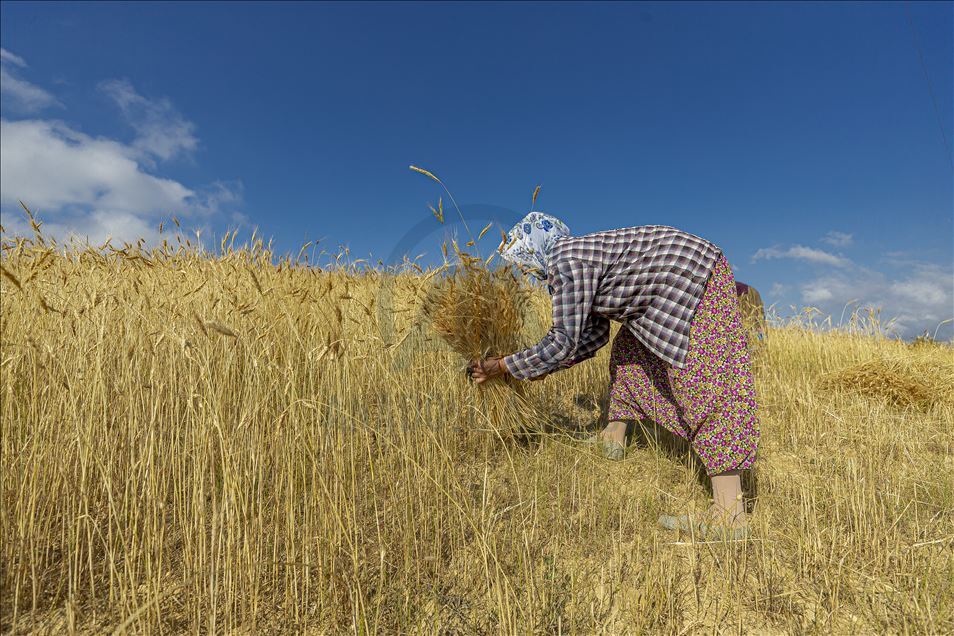 Tarım makinelerinin giremediği tarlaları kadınlar orakla biçiyor
