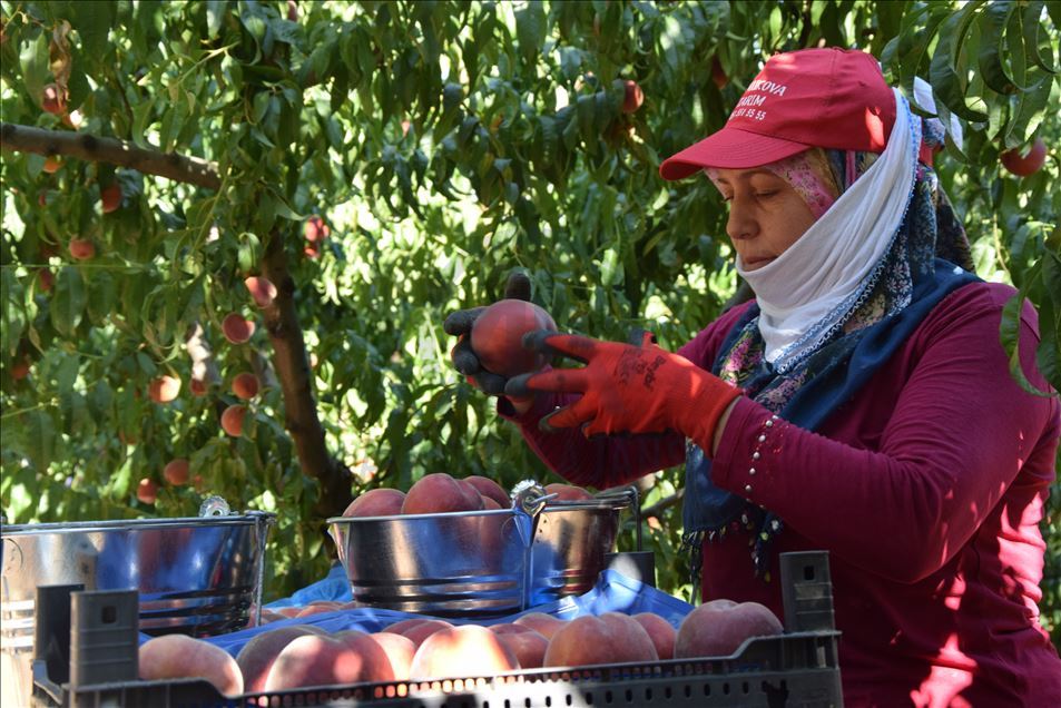 Osmaneli şeftalisi fiyatıyla üreticiyi memnun etti
