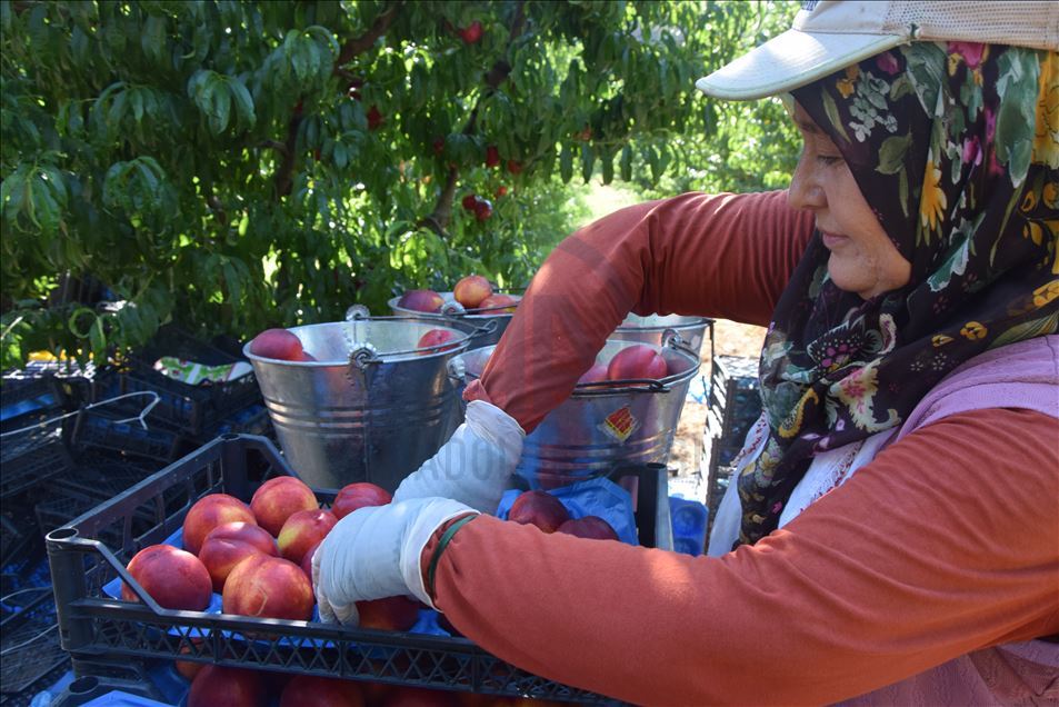 Osmaneli şeftalisi fiyatıyla üreticiyi memnun etti
