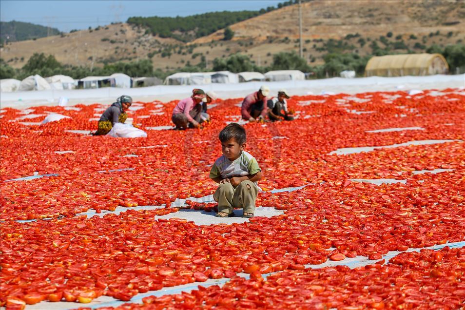 Daha çok domates kesmek için birbirleriyle yarışıyorlar