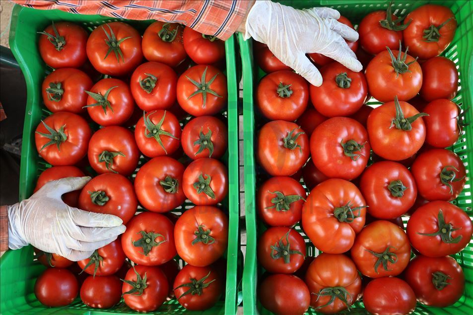 Örtü altı hasadına başlanan yayla domatesine talep arttı
