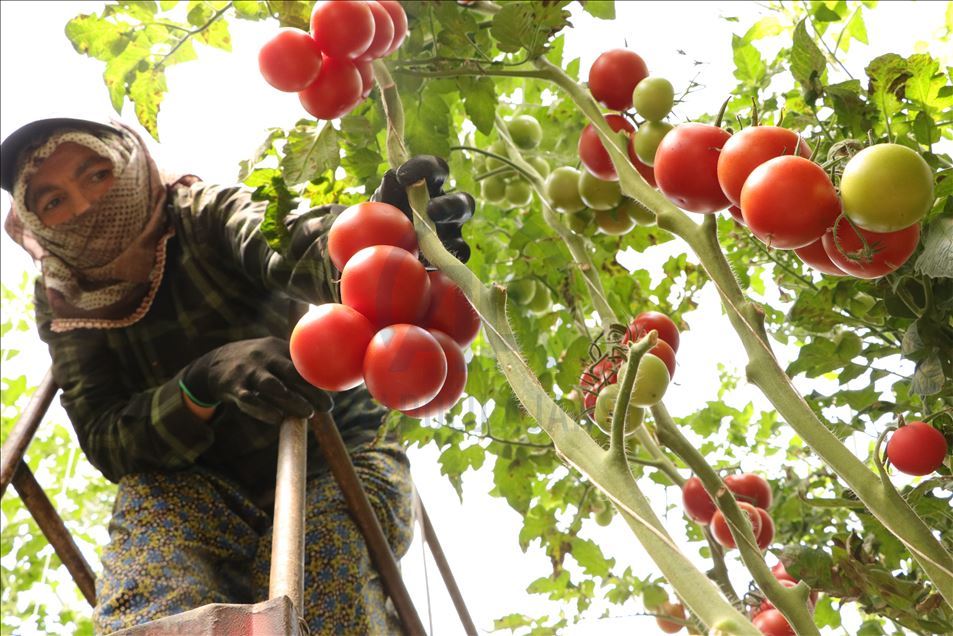 Örtü altı hasadına başlanan yayla domatesine talep arttı
