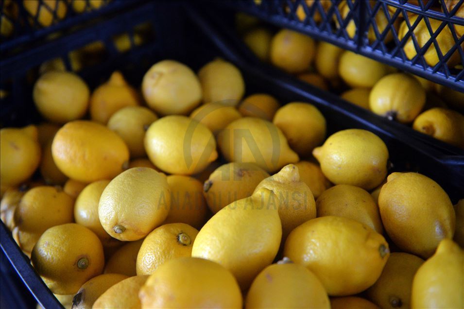 Limon ihracatında ön izin şartının kaldırılması üreticiyi sevindirdi