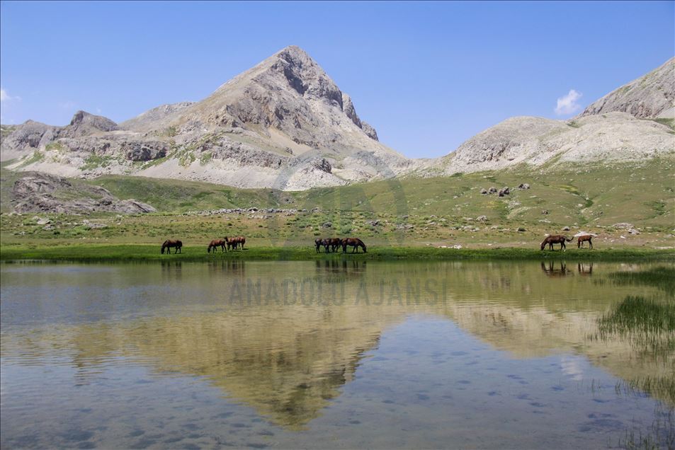 
Tunceli'de göçerlerin doğaya saldığı atlar yaylalara renk katıyor