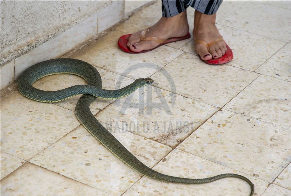 يحمل التونسي، بشير البجاوي، مشبكا