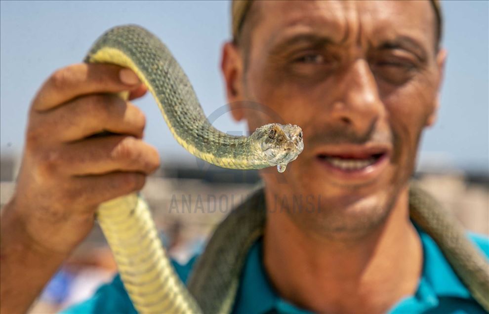 يحمل التونسي، بشير البجاوي، مشبكا