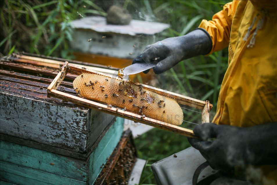 La apicultura, clave para la seguridad alimentaria de Colombia durante la pandemia por la COVID-19