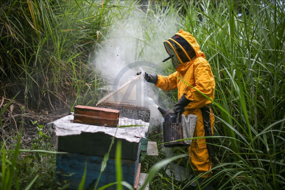 La apicultura, clave para la seguridad alimentaria de Colombia durante la pandemia por la COVID-19