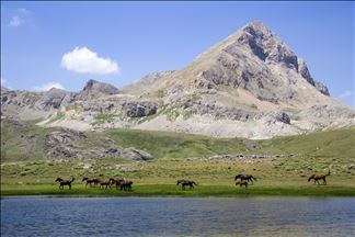 Caballos salvajes en las montañas Munzur en Tunceli, Turquía