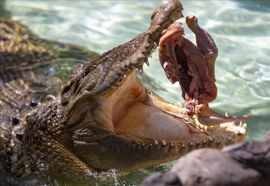 Sıcaktan bunalan iguana ve timsahlara diyet besin ürünleri 