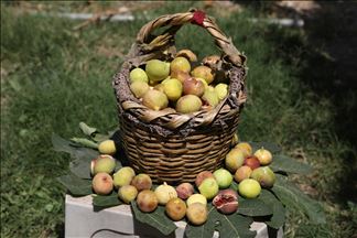 هەنجیری ئاکرێ بە تام و بۆنە جیاوازەکەیەوە هەناردەی ئەورووپا و ئەمریکا دەکرێت