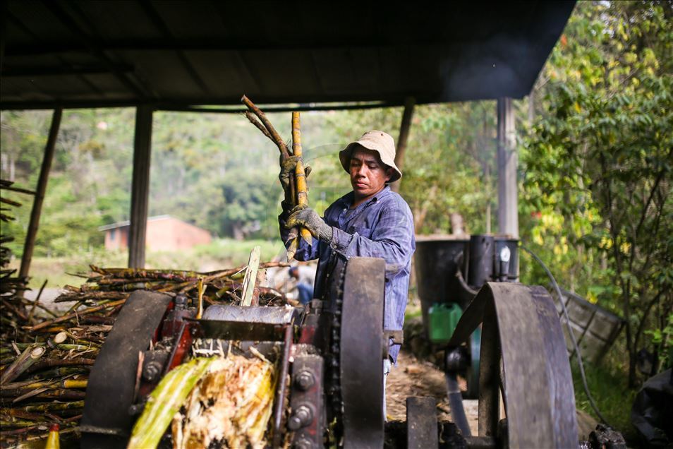 Elaboración de panela, una forma de vida durante la pandemia por COVID-19 en Colombia