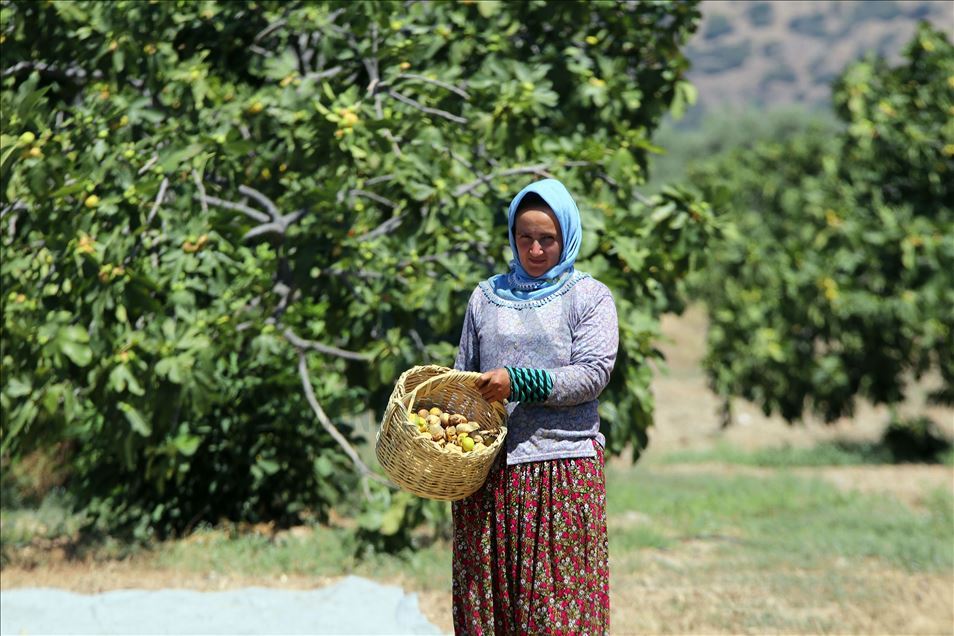 Dünyaca ünlü Aydın incirinde hasat heyecanı
