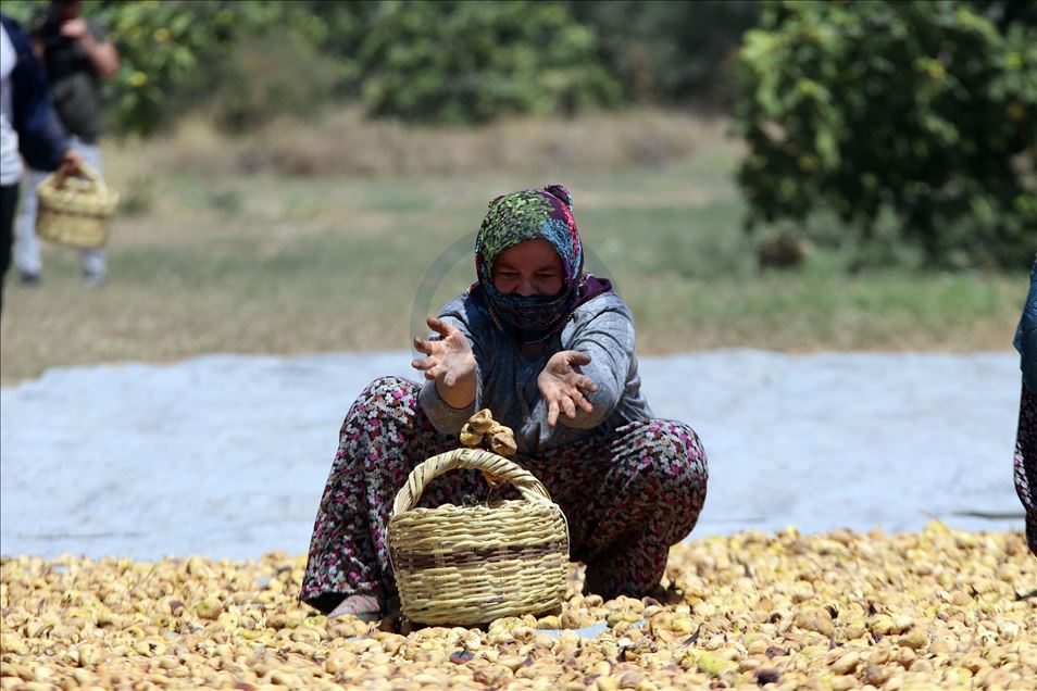 Dünyaca ünlü Aydın incirinde hasat heyecanı
