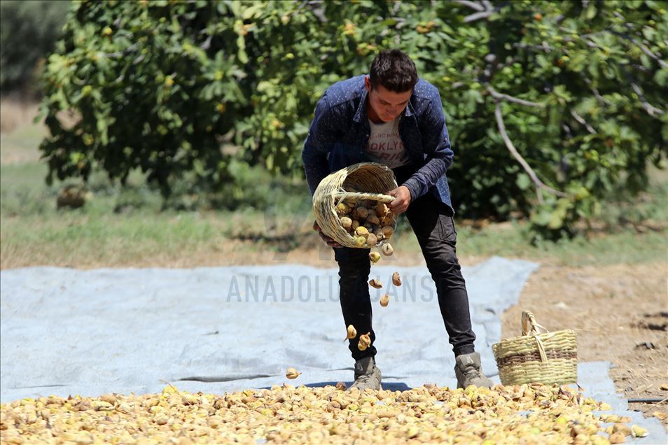 Dünyaca ünlü Aydın incirinde hasat heyecanı
