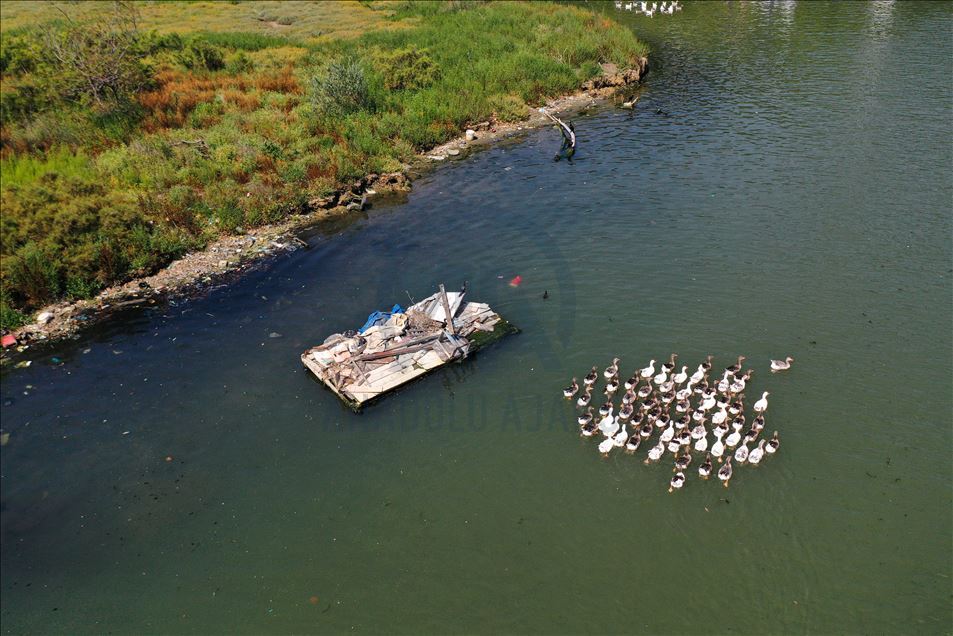 Haliç'te suyun renginin değişmesi