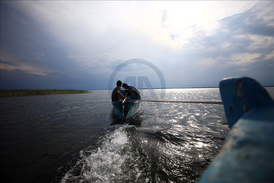 Kiraladıkları adada hazırladıkları saman balyalarını "yüzdürerek" karaya ulaştırıyorlar
