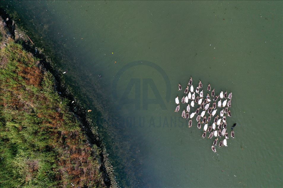 Haliç'te suyun renginin değişmesi